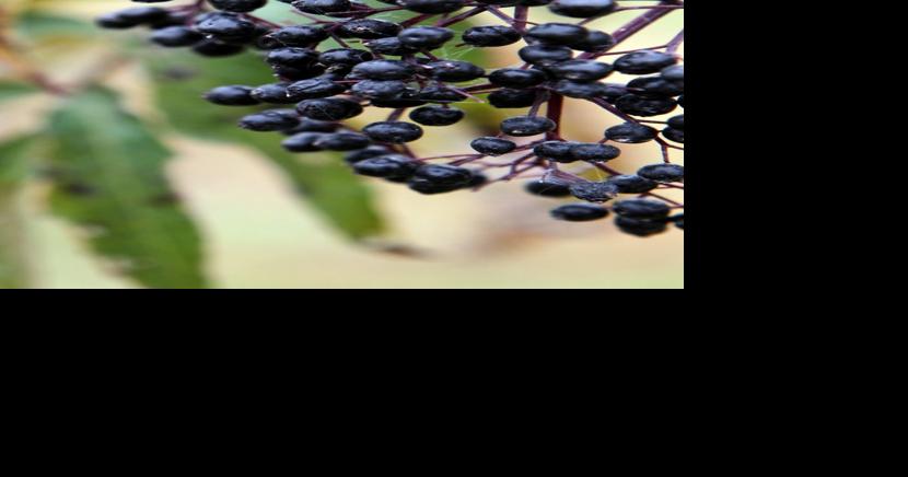 Need an immune boost? Missouri poised to be elderberry bellwether of