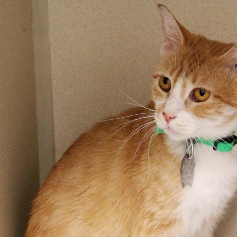 Pet Of The Week Jennaya An American Shorthair Cat Pets