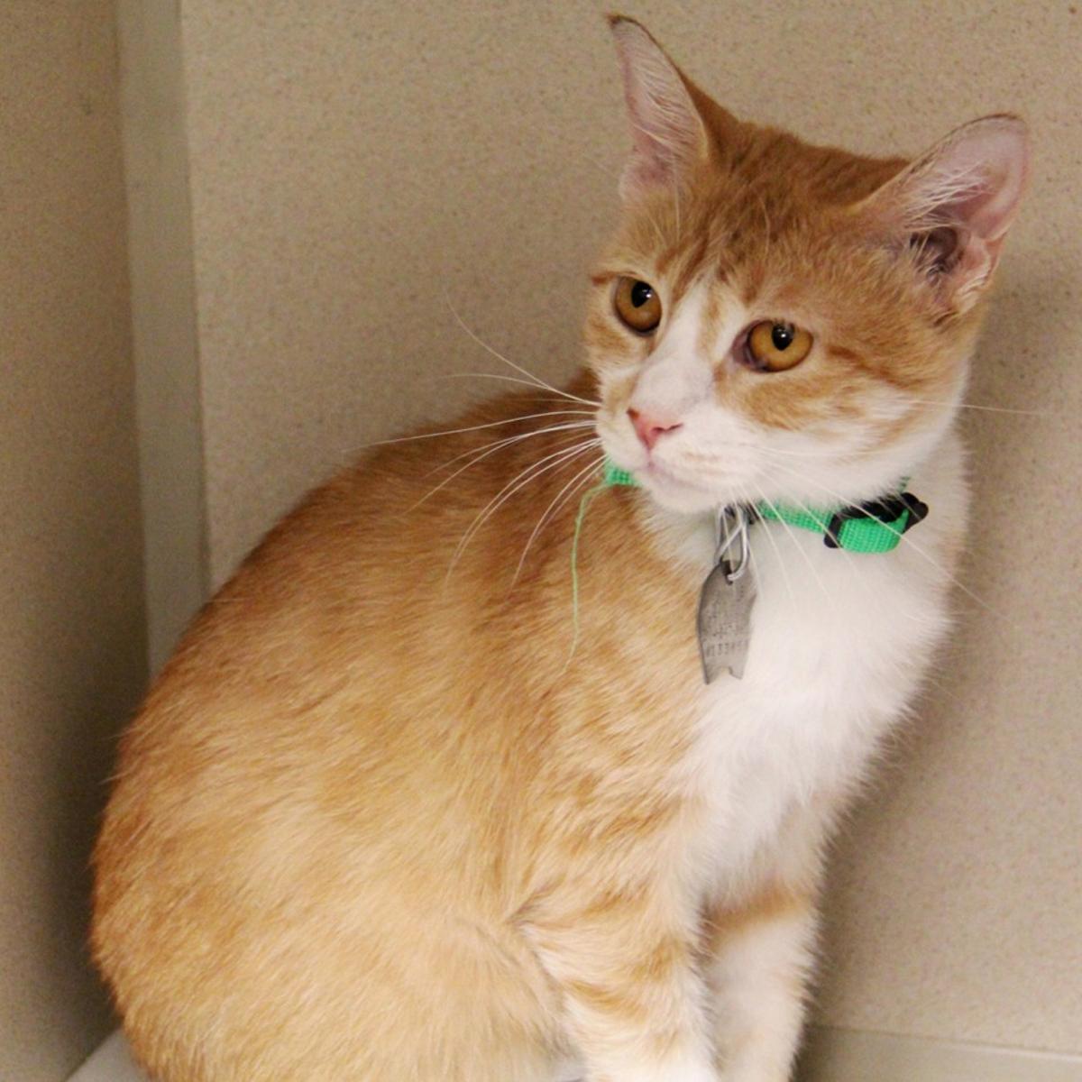 Pet Of The Week Jennaya An American Shorthair Cat Pets