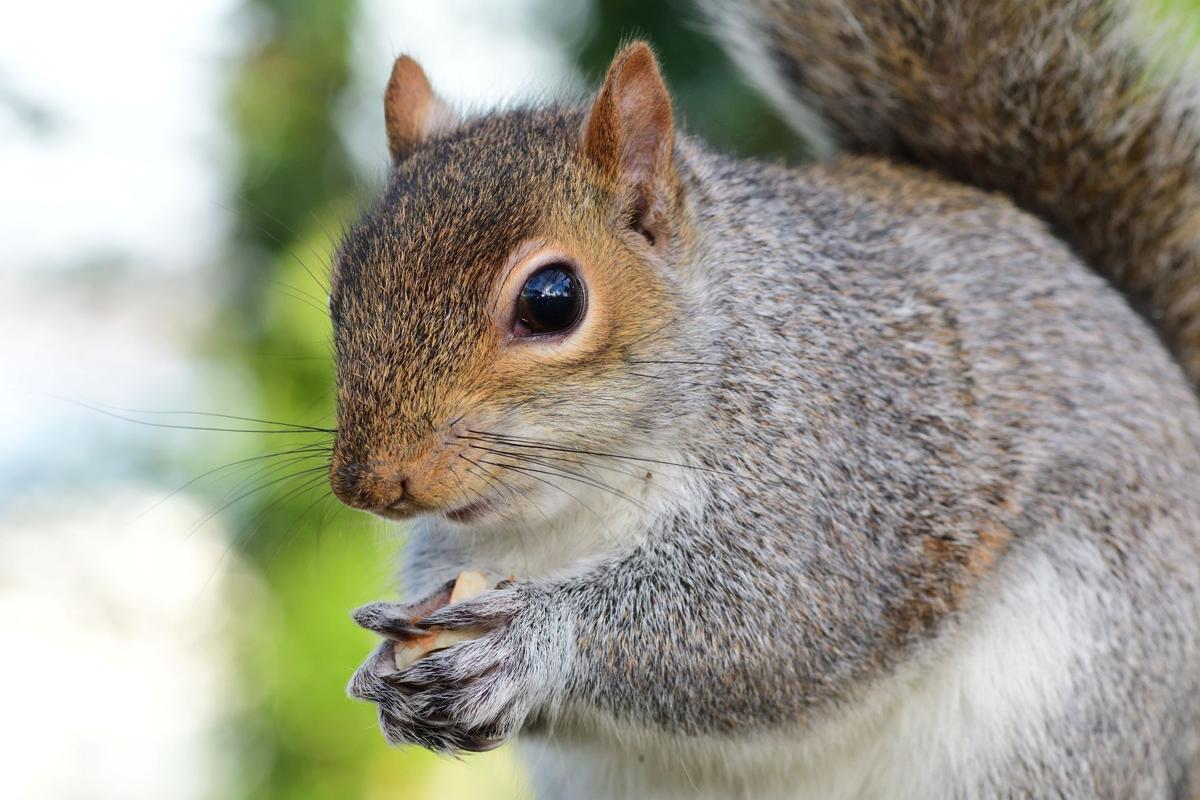 Grey squirrel (sciurus carolinensis)