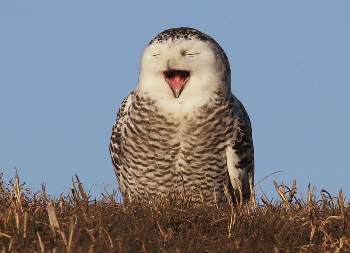 best 28 do owls like water how to attract a barred best 28 do owls like water how to attract a barred