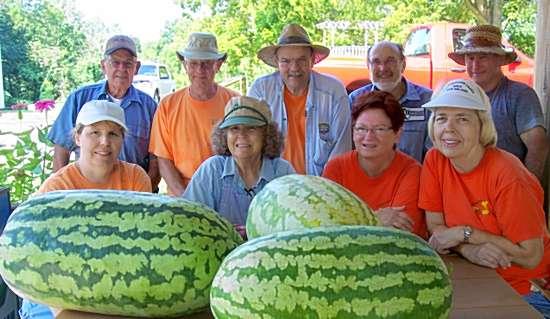 PHOTO: Gardeners harvest melons in Collinsville 