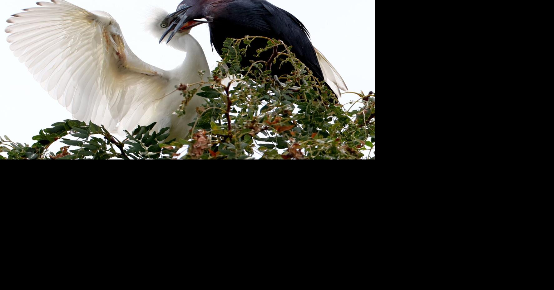 Photos: Urban rookery in St. Louis