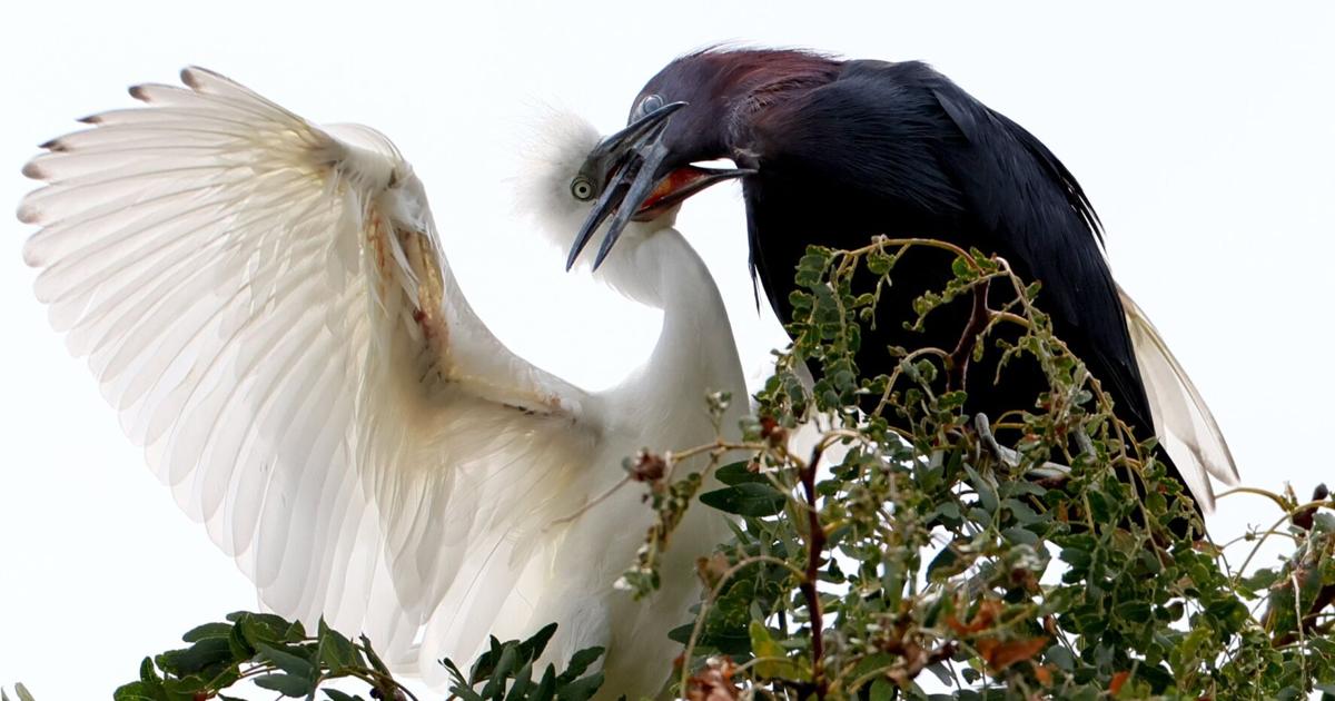 Photos: Urban rookery in St. Louis