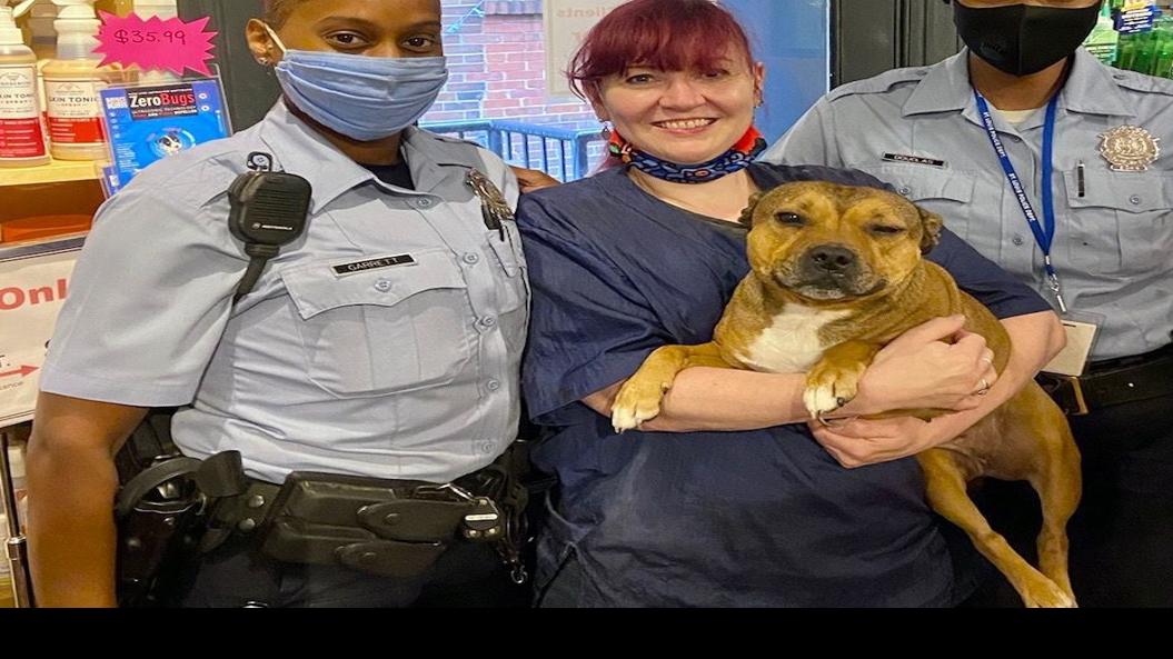 Messenger Poppy Comes Home As Lawyer Police Get Involved In Dognapping Caper Tony Messenger Stltoday Com