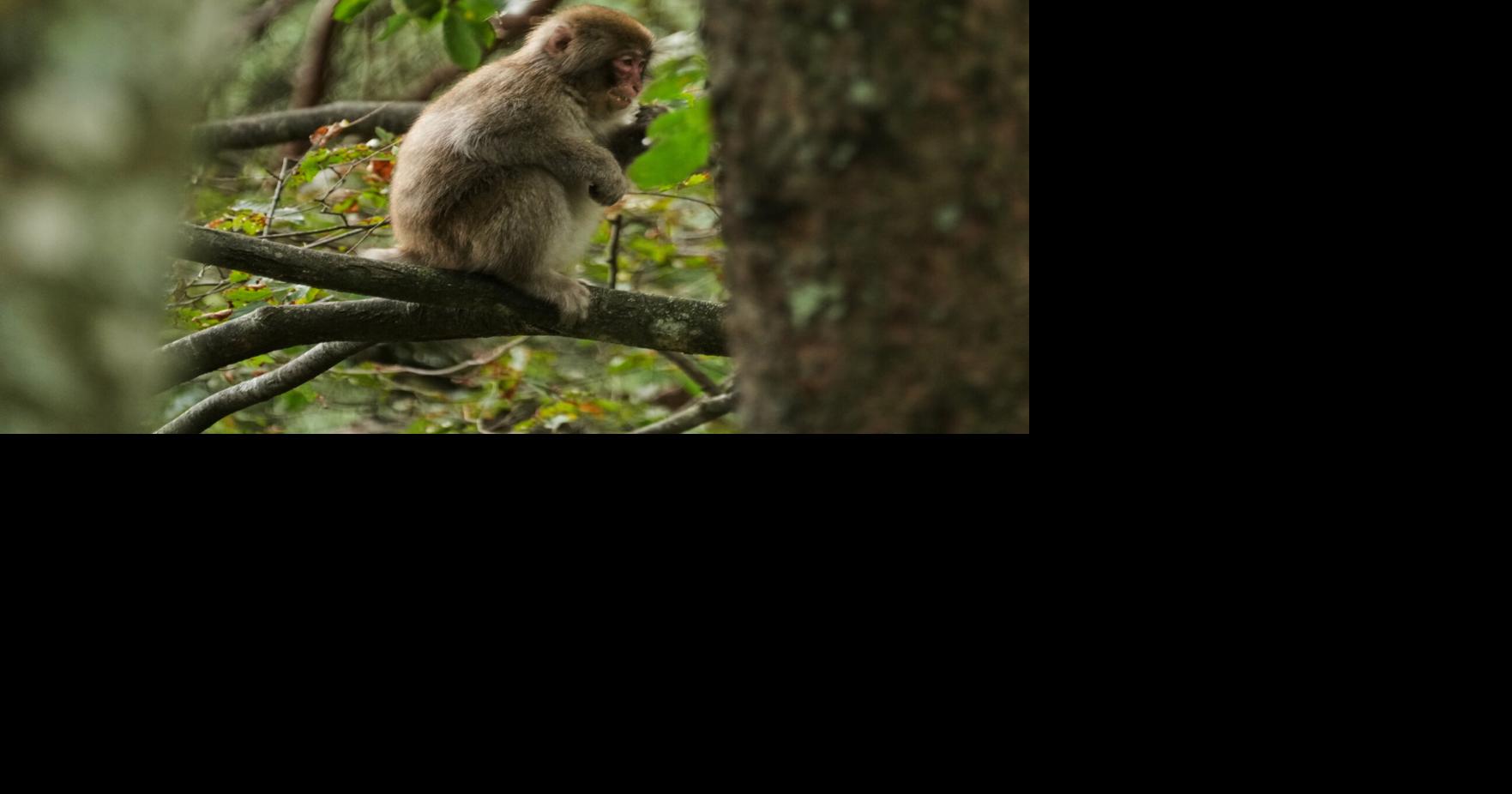 Letter: St. Louis monkey issue should be a reminder that these aren't pets