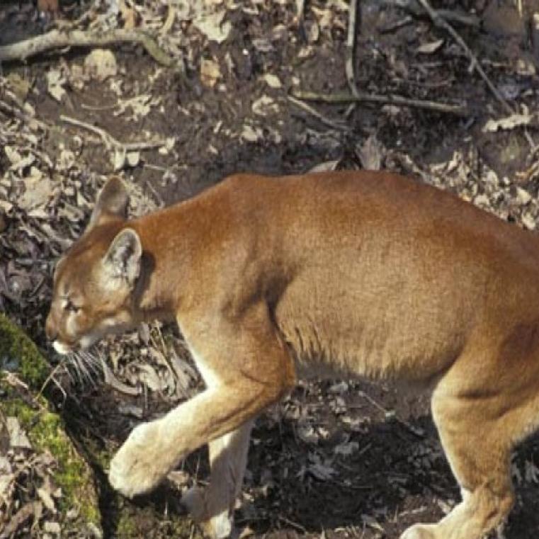 Landowner Shoots Mountain Lion In South Central Missouri Metro