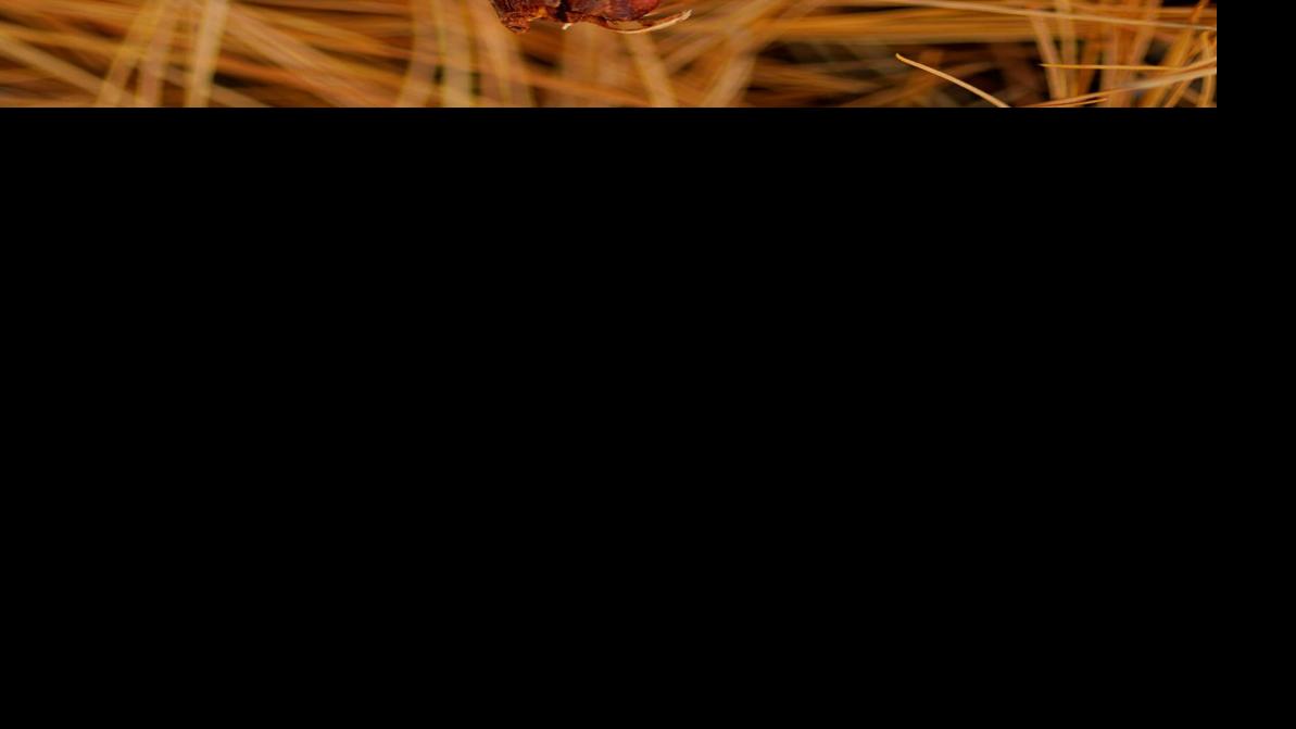 Pine needles don’t acidify soil | Property & Back garden