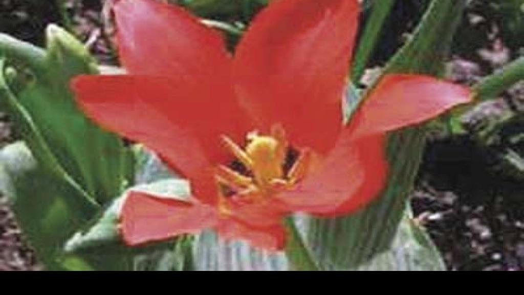 Plant perennial tulips in mid to late fall Suburban Journals of