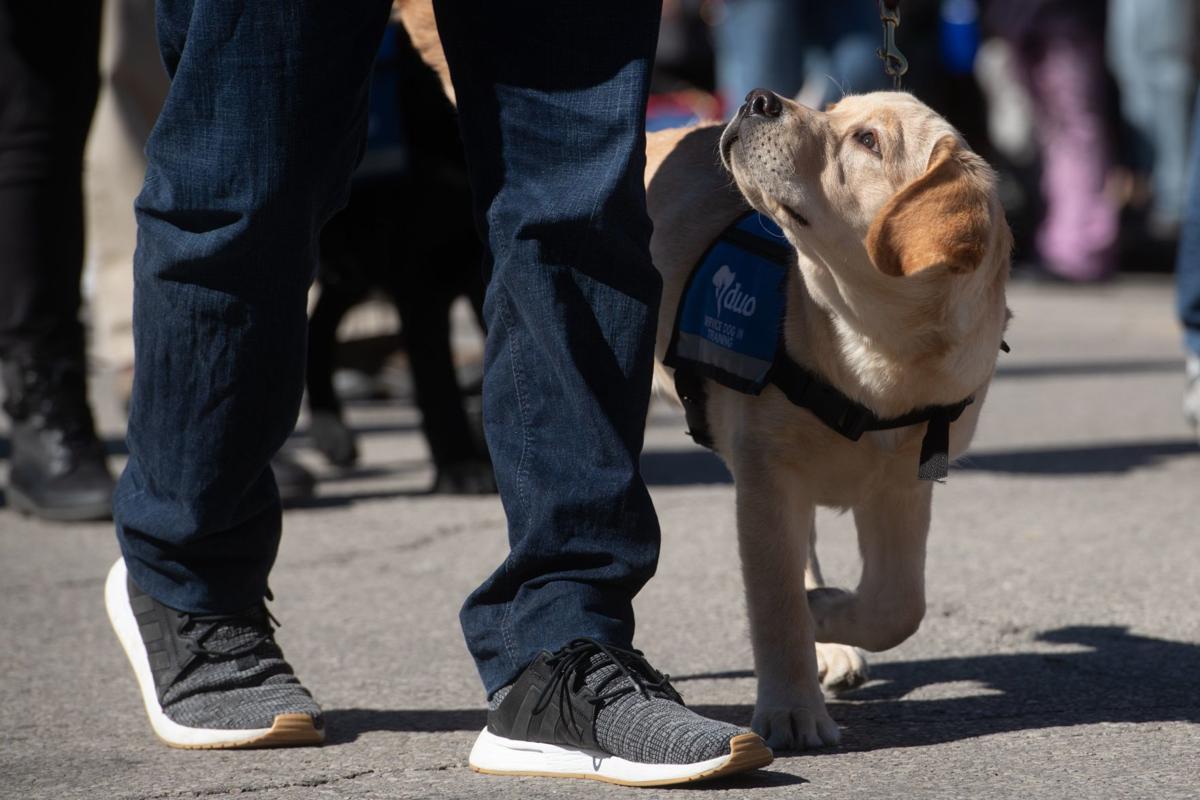 Iparty Soulard S Purina Pet Parade Entertainment Stltoday Com