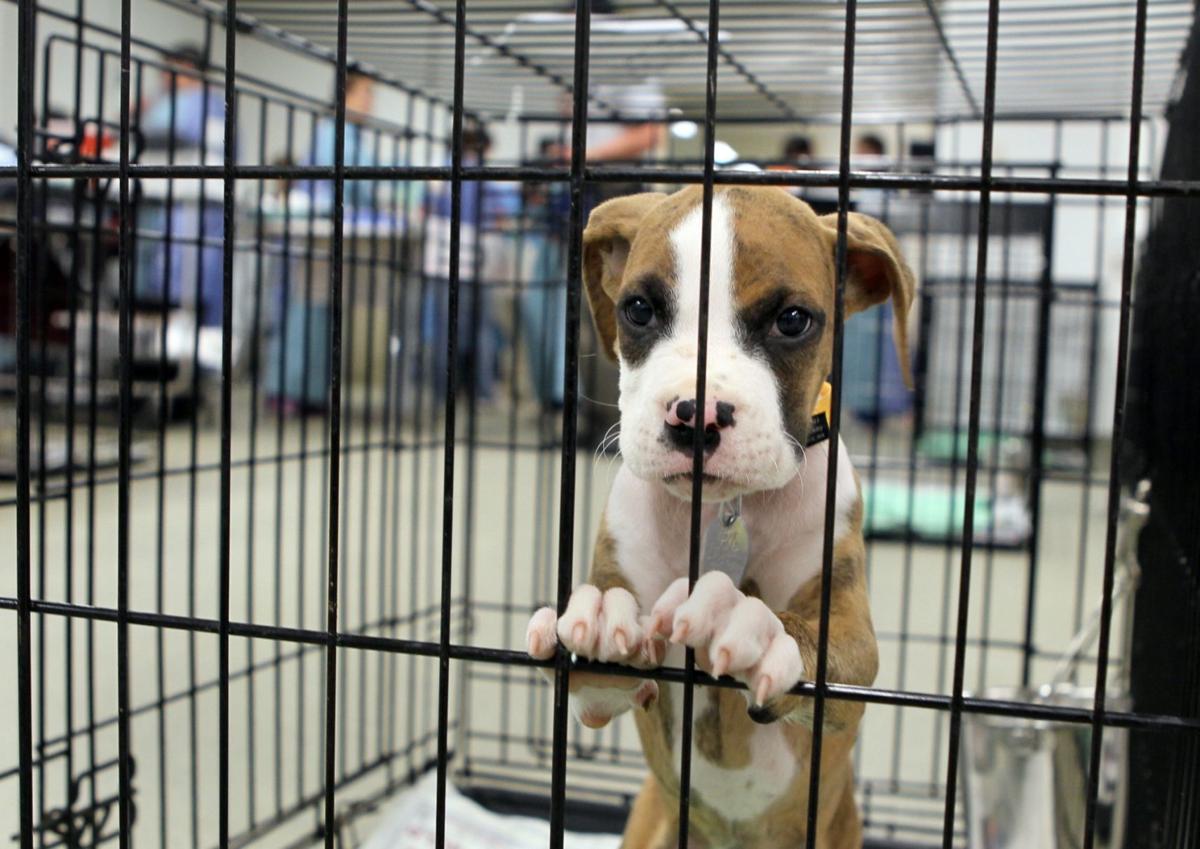 Missouri tops Humane Society’s ‘Horrible Hundred’ list with 30 puppy mills