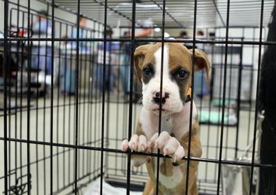 Humane Society of Missouri rescues more dogs