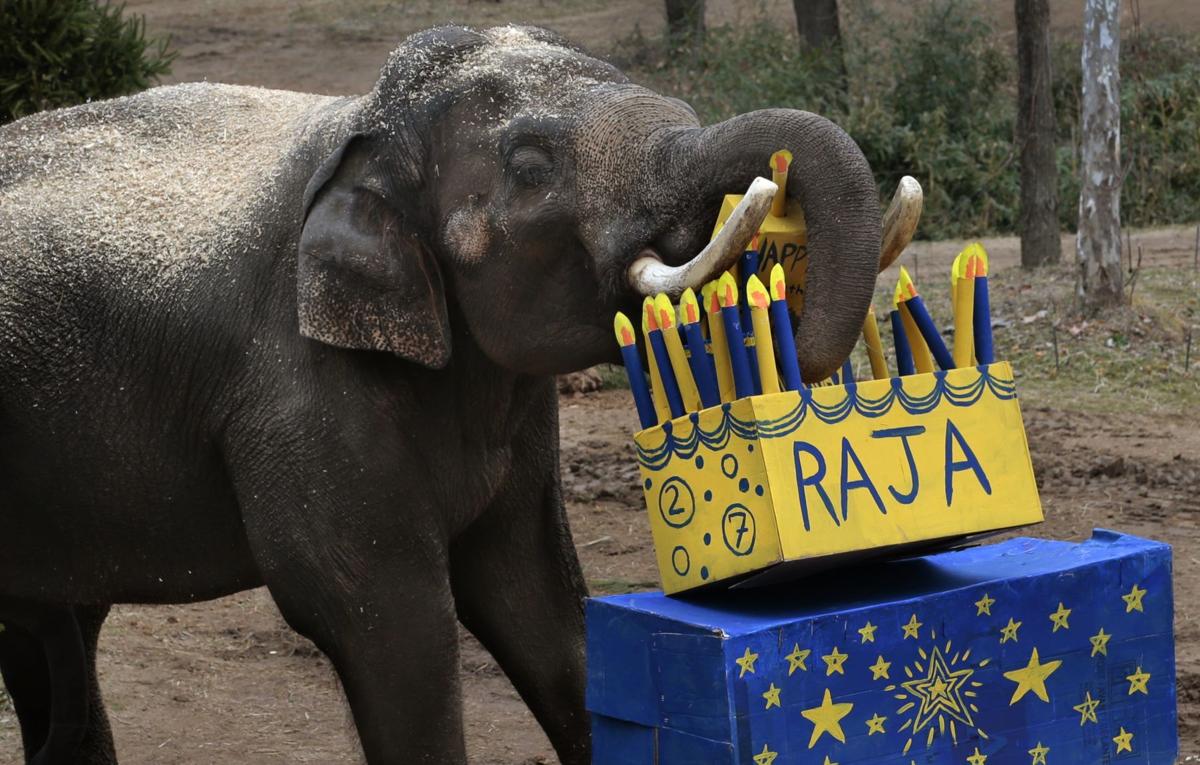 Raja turns 27 on his 'golden birthday'