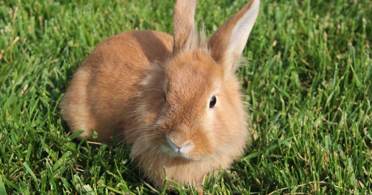 Scar Red Rabbit Pet of the Week: Scar, an 11-month-old rabbit