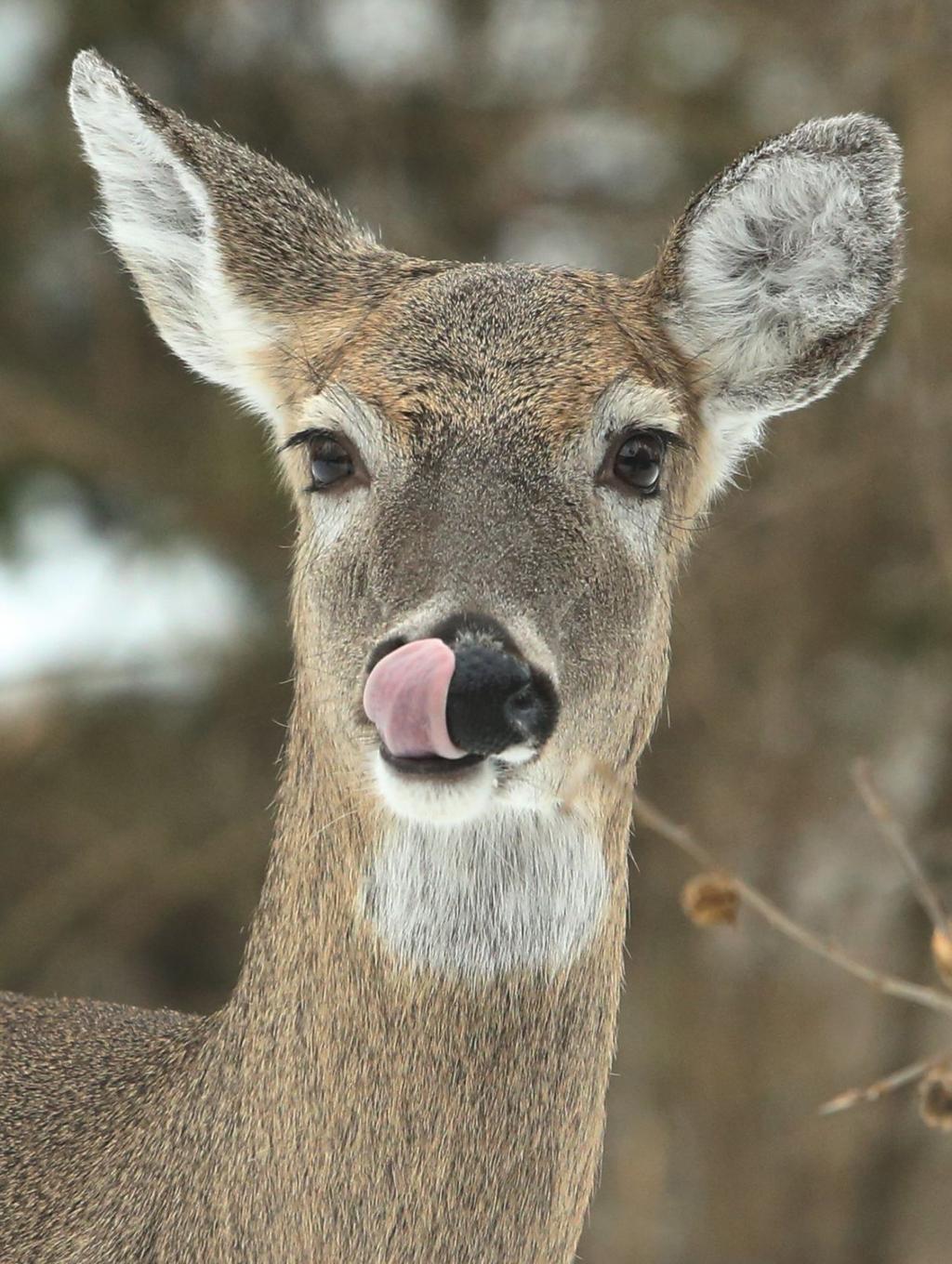 Chronic Wasting Disease Testing Takes Back Seat This Deer Season As Missouri Wrestles With Covid 19 Regional Stltoday Com