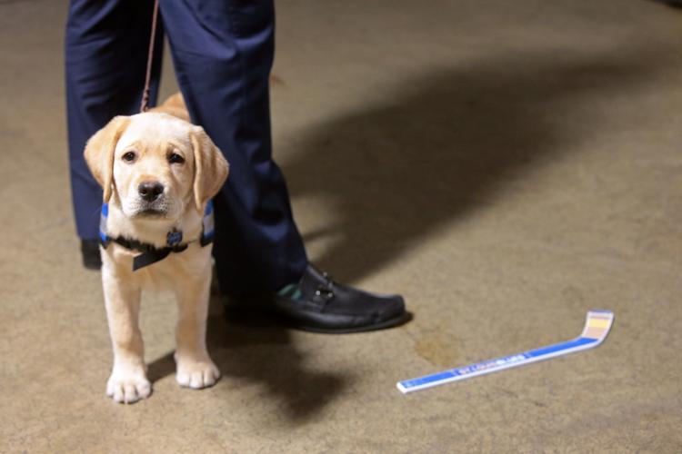 Golden Retriever dogs St. Louis Blues and St. Louis Cardinals