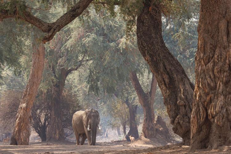 tie 3rd place - Lone Bull in the magical Forests of Mana Pools