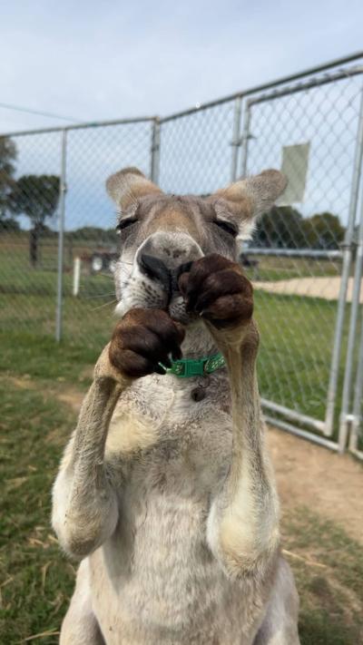 ROOfus the kangaroo