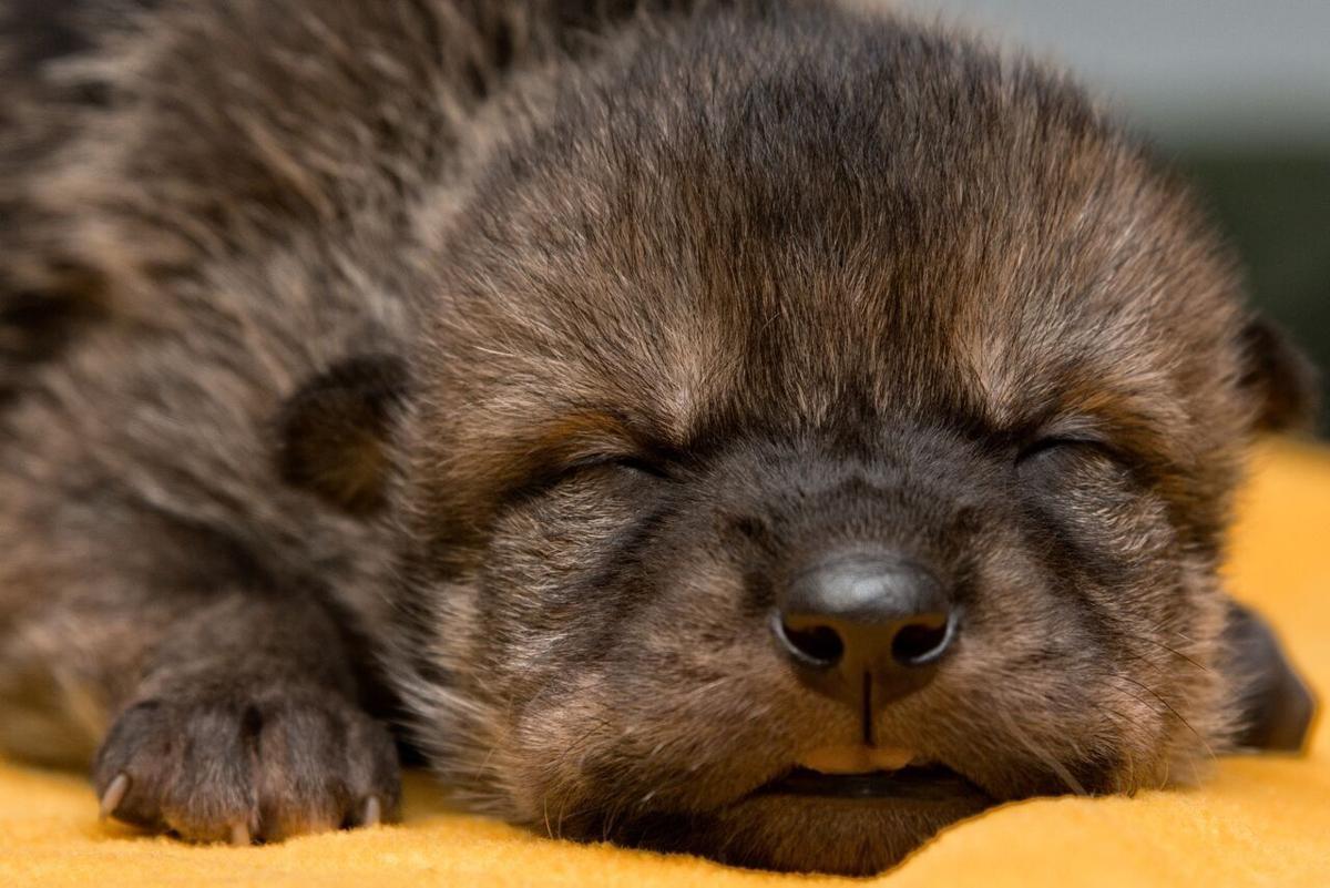 Wolves On A Plane How A Eureka Sanctuary Pulled Off Rewilding 4 Critically Endangered Pups Metro Stltoday Com Wolves On A Plane How A Eureka Sanctuary Pulled Off Rewilding 4 Critically Endangered Pups Metro Stltoday Com
