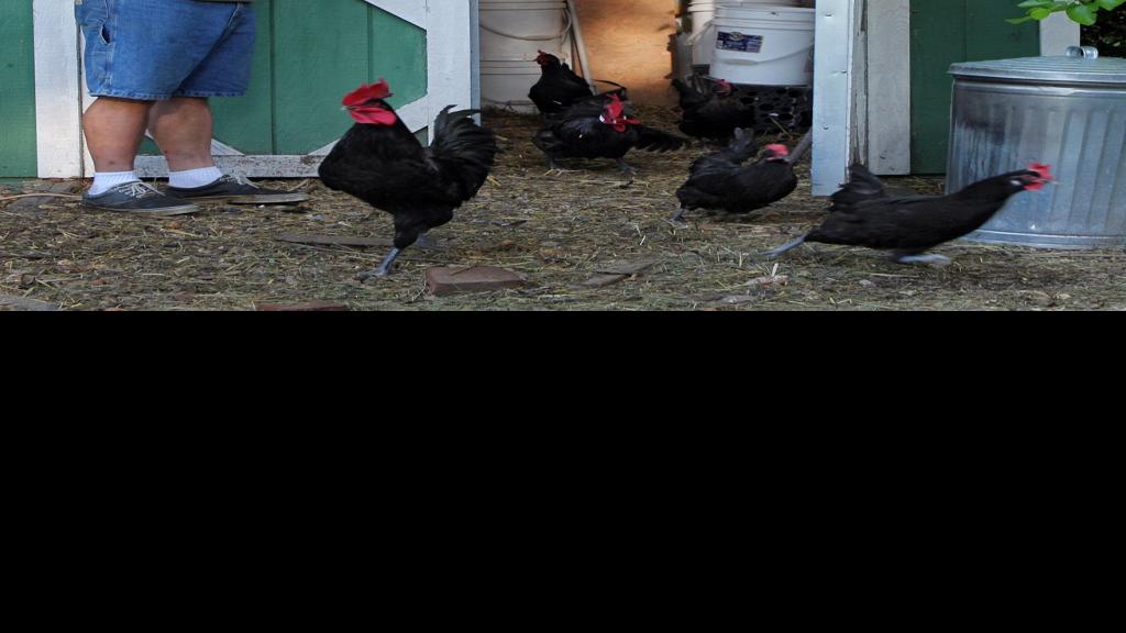 Black Jack chicken advocate runs afoul of law Metro