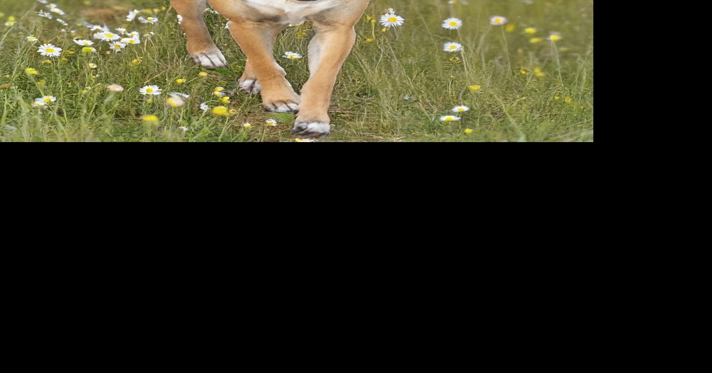 A cur mix, a pit bull mix and a quarter horse