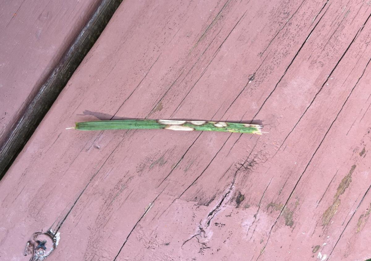 Browning tall fescue could be a fungus called brown patch