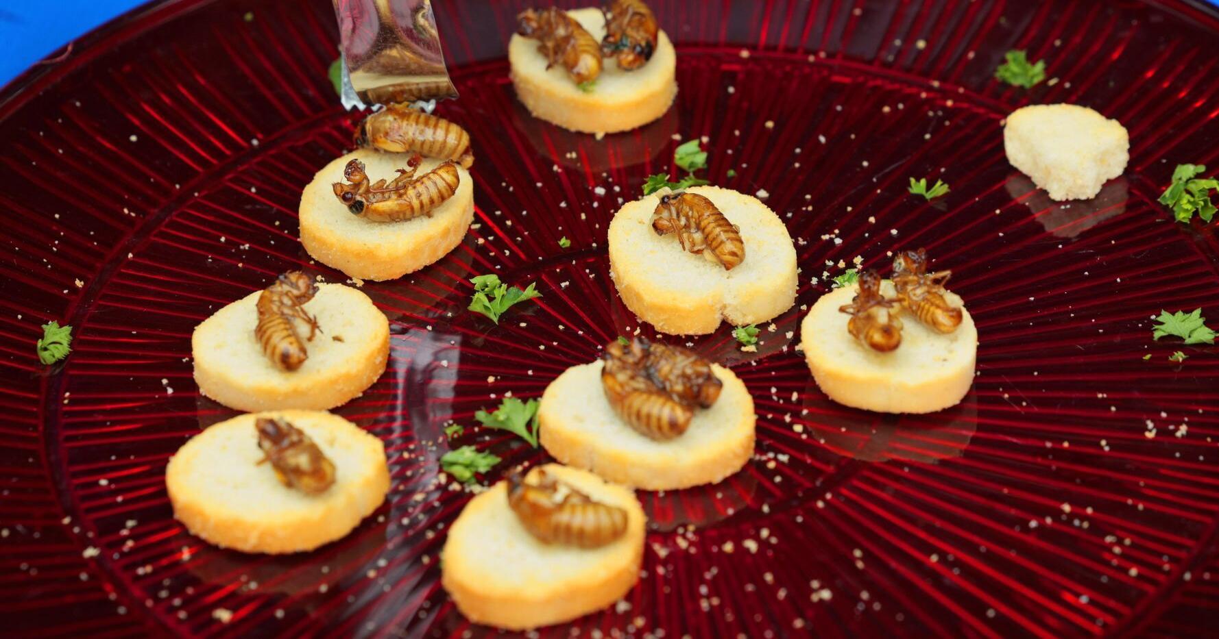 Cicada scampi made at Missouri Botanical Garden - Vimarsana News