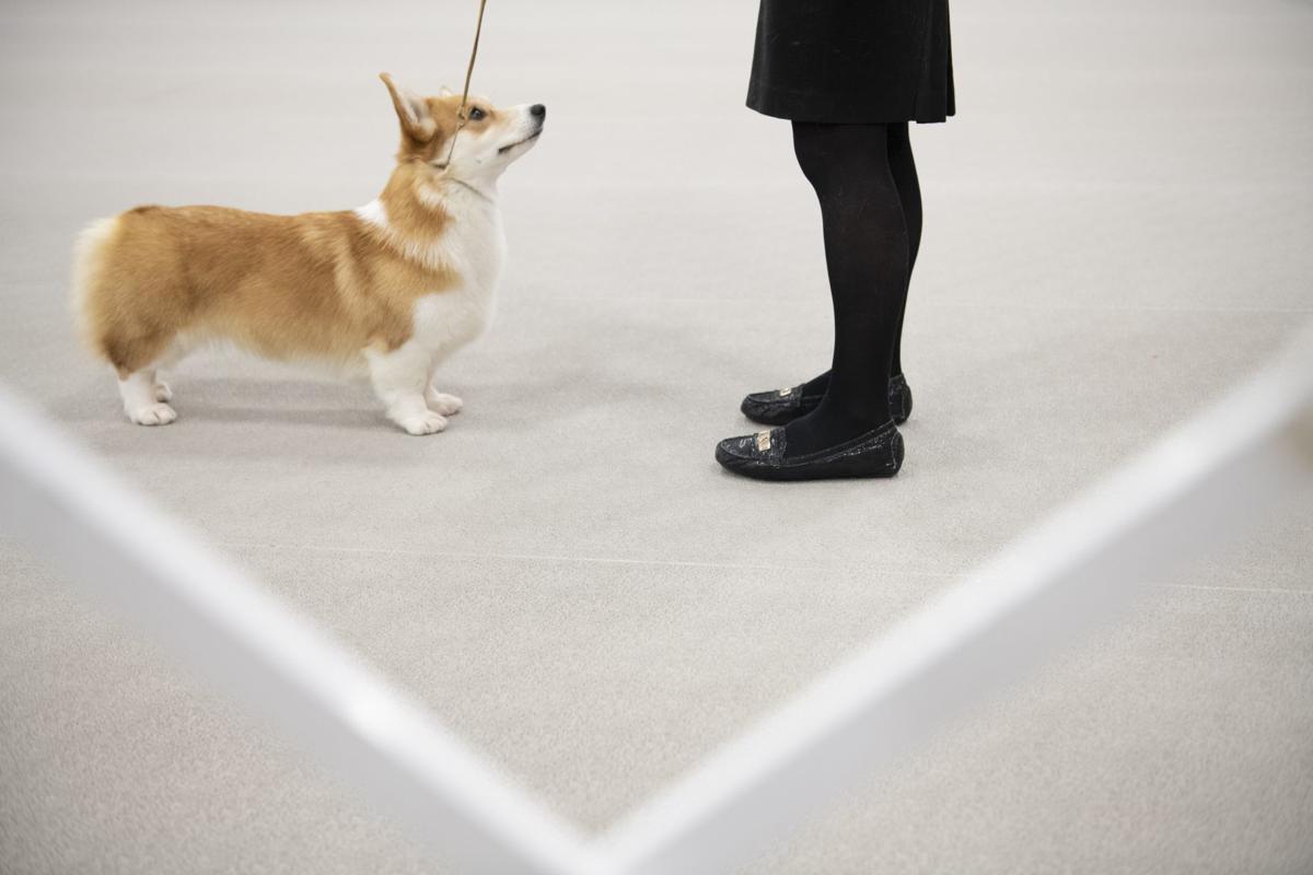 Do others look as good with short legs as corgis do? Take a look and judge  for yourself.