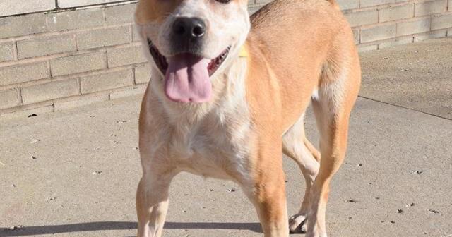 Meet our St. Louis pets of the week - Vimarsana News