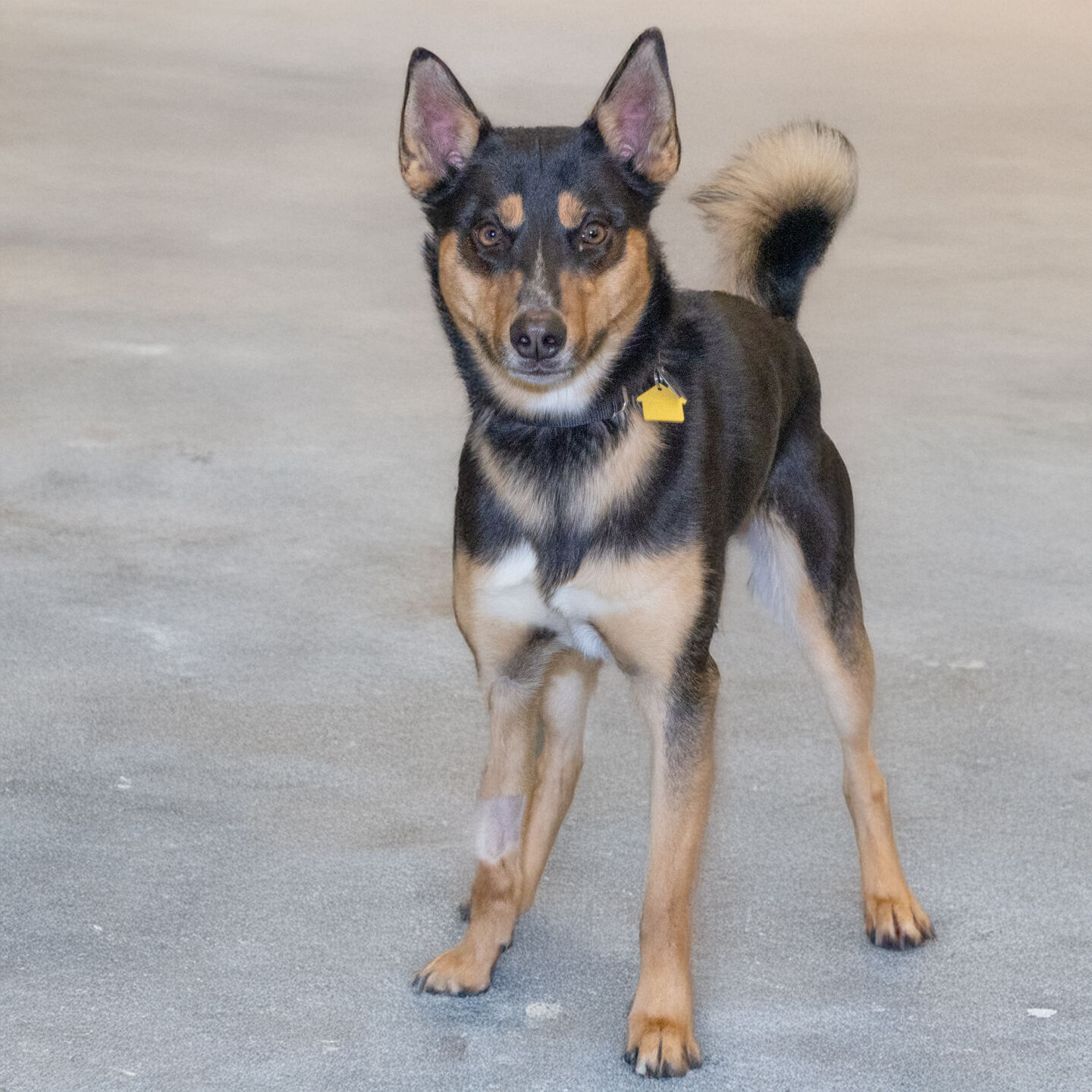 Shug Inu Meet our pets of the week: A Shiba Inu mix, a Plott hound mix and a goat