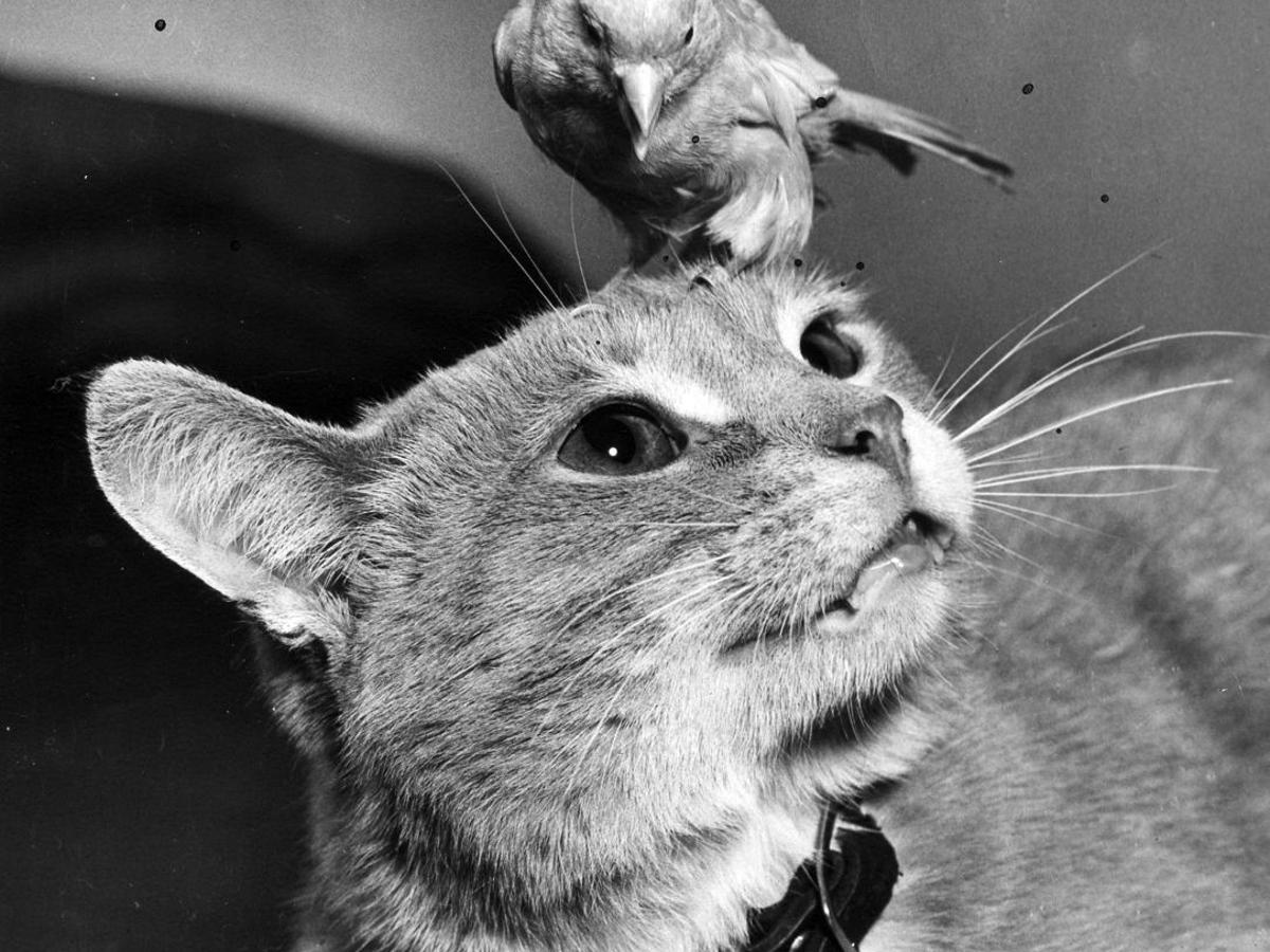 From Our Archives Cat Egorically Memorable Felines Entertainment Stltoday Com