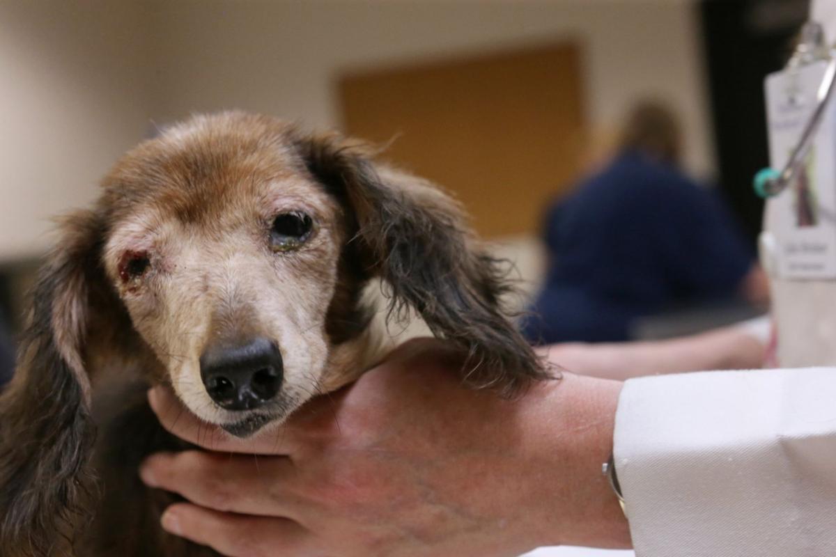 78 Animals Rescued From Warren County Humane Society Says
