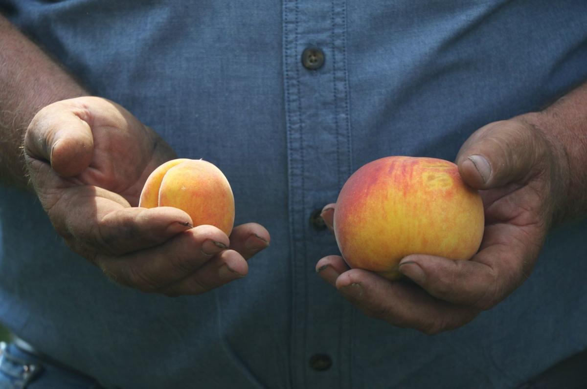 Peaches Are Facing a Crisis