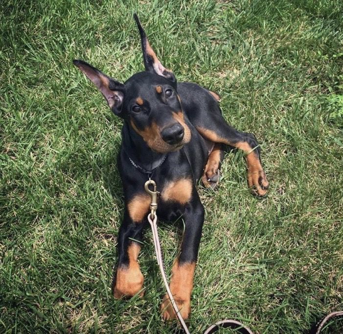 Stanley the doberman