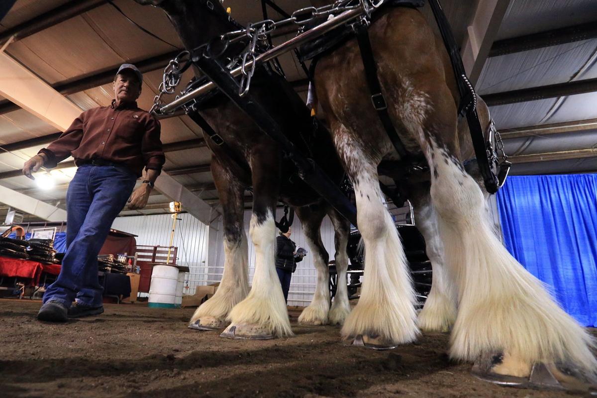Bidders, spectators pack arena for world's largest Clydesdale sale