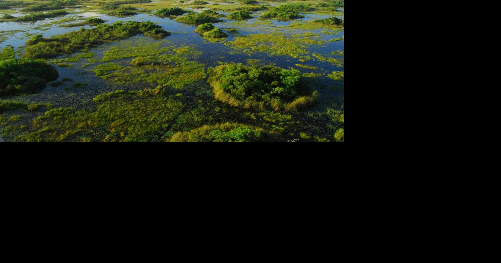 Invasive carnivore plaguing Florida can completely absorb skeletons ...