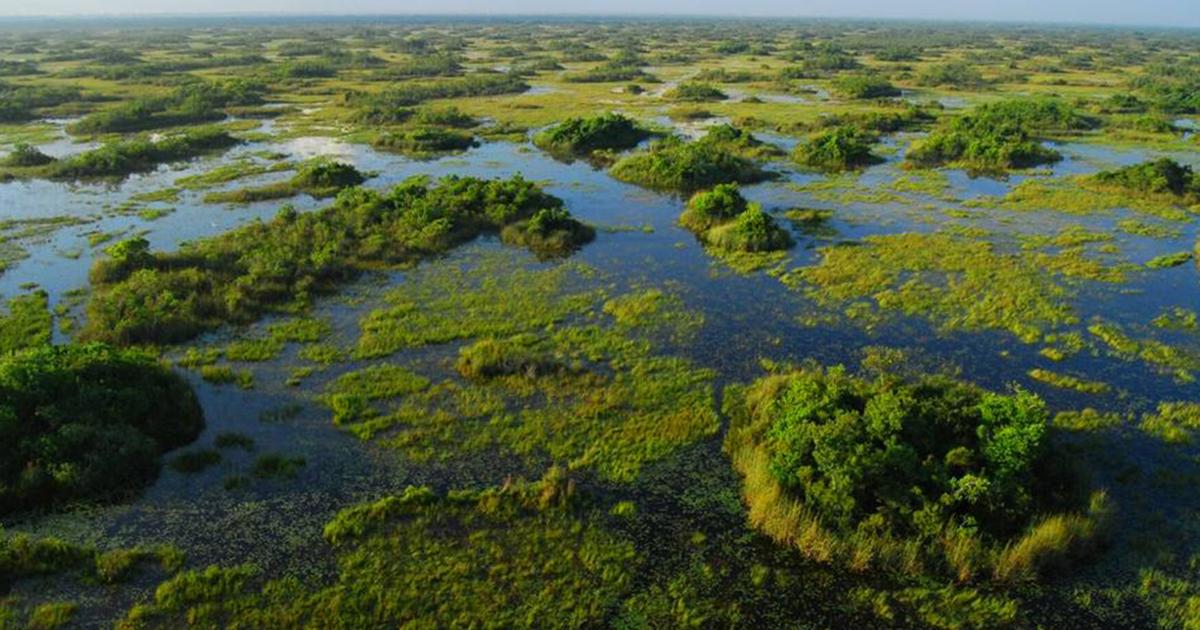 Invasive carnivore plaguing Florida can completely absorb skeletons ...