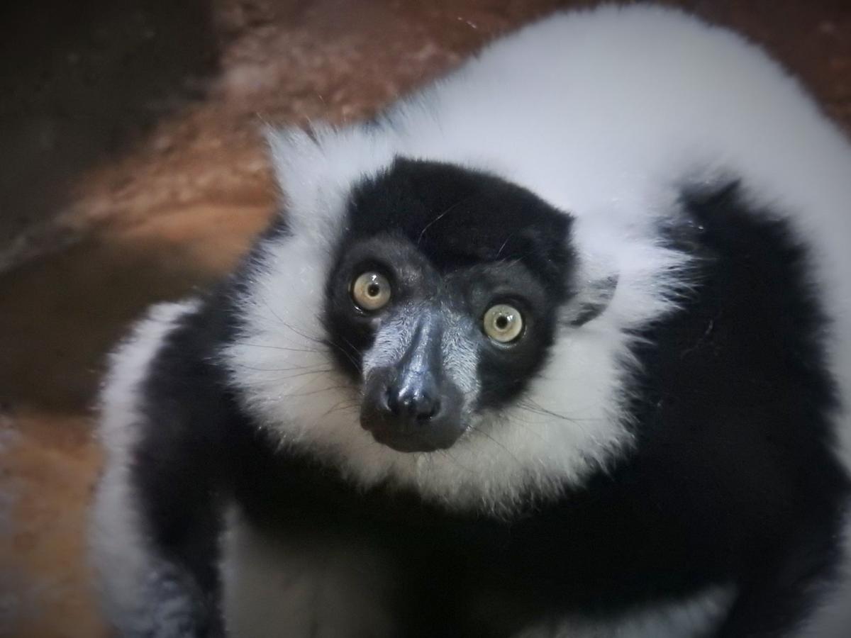 Black and white ruffled lemur