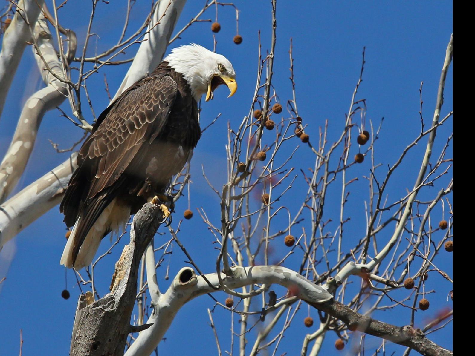 The Eagles Are Landing Spread Your Wings And Spot Them Here This