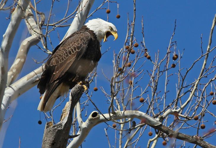 Here's What Eagles Do When They Play Their Best