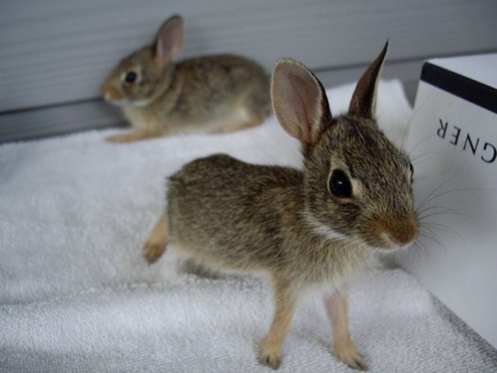 baby cottontail rabbit care