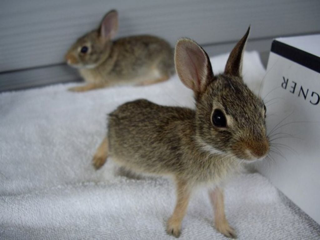 orphaned cottontail rabbit care