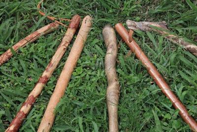 Walking sticks | Health | stltoday.com