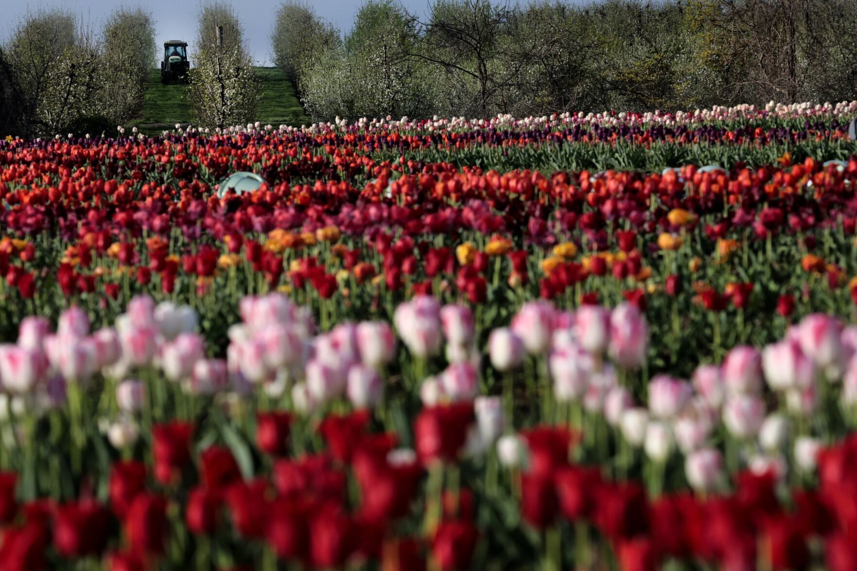 stltoday.com - Hannah Wyman | Post-Dispatch - Q&A: Angie Eckert on tulips, peaches and bringing the farm experience to the city