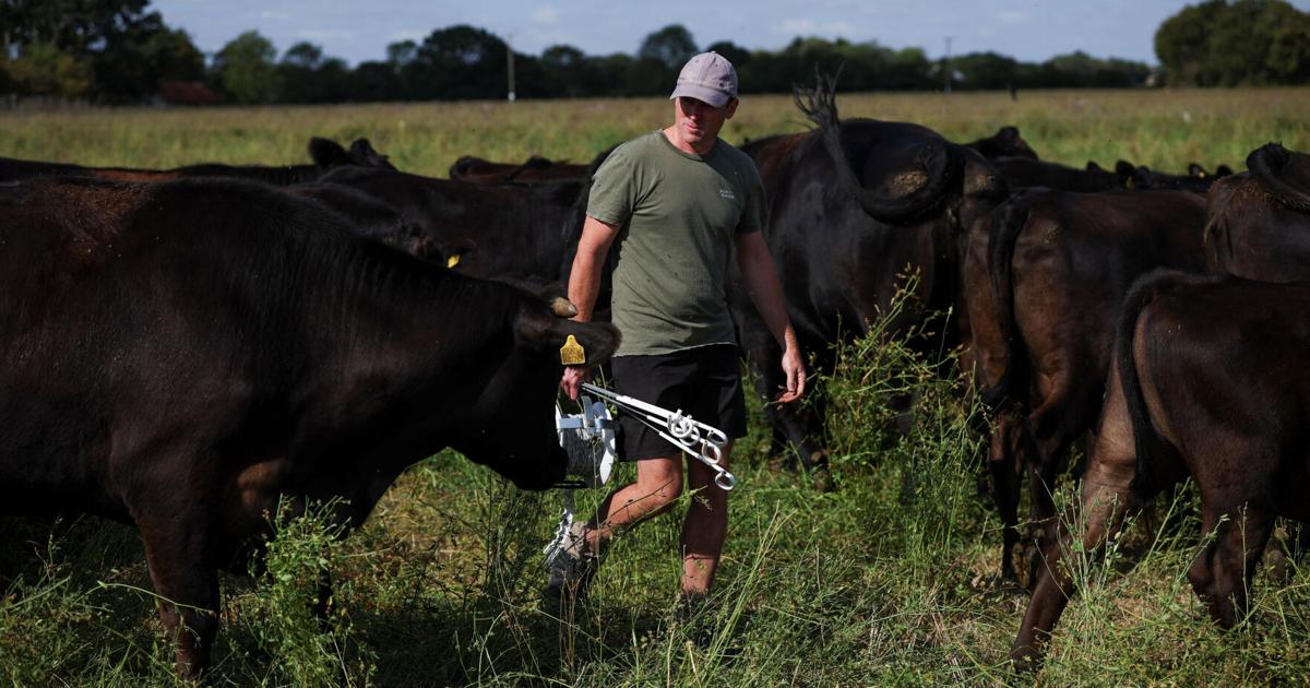 As Europe bakes, momentum grows for climate-resilient farming James Davey, Simon Jessop and Alexander Marrow Reuters