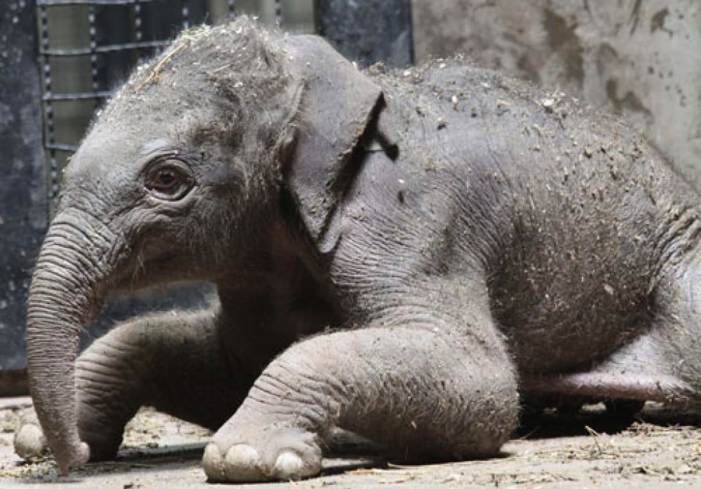 Baby Elephant Born At The St. Louis Zoo | Metro | Stltoday.com