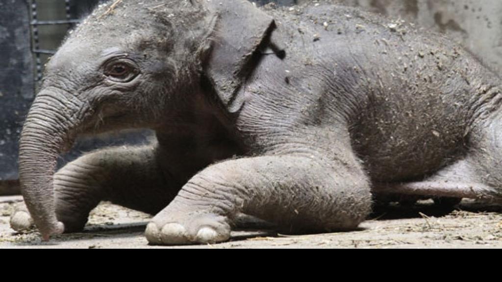 Baby elephant born at the St. Louis Zoo Metro