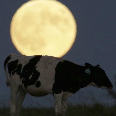 A steer ran away from a highway crash. He's been found in St. Charles, but more could be out there. - Vimarsana News