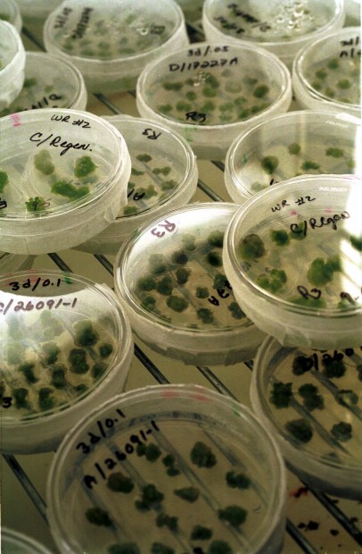 Monsanto could be sold by early next year