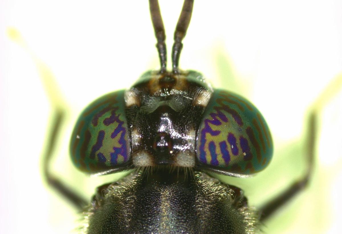 Hermetia Illucens